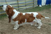 Click here for more detailed Basset Hound breed information and available puppies, studs dogs, clubs and forums